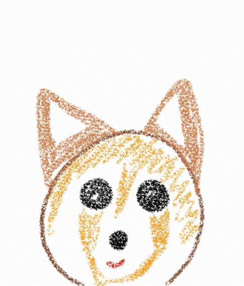 レッサーパンダ