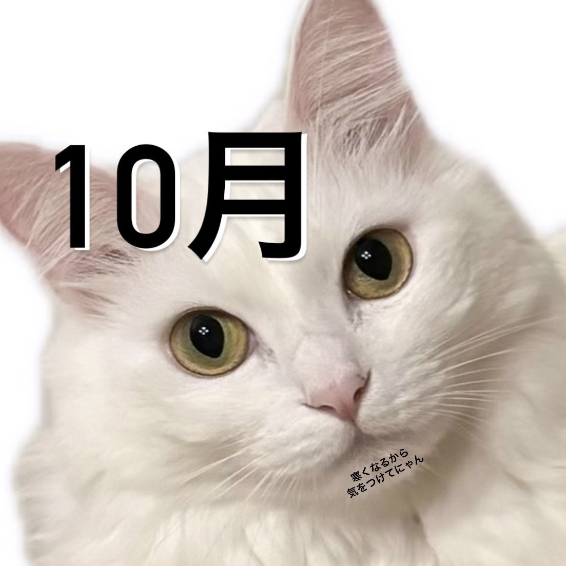 10月更新分