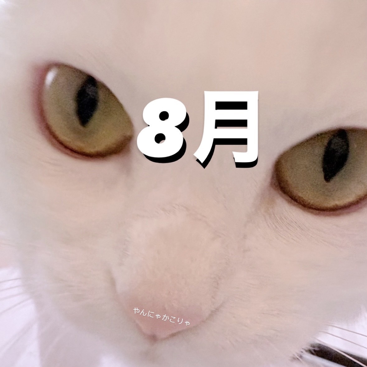 8月更新分