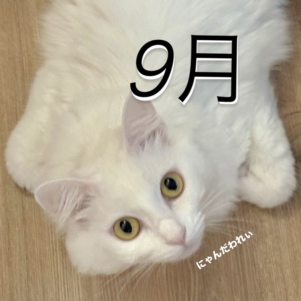 9月更新分